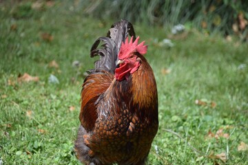 Rooster show competition beauty red farm attitude