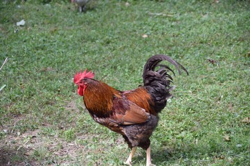 Rooster show competition beauty red farm attitude
