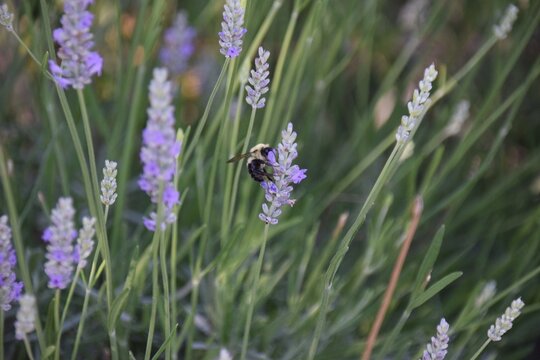 Lavender, bees, hover, fly, purple, plant, nature