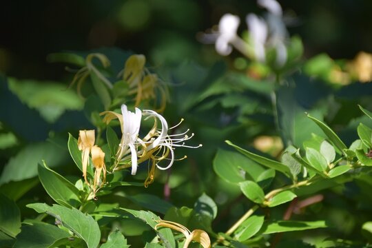 Honeysuckle vine flowers bloom fragrant summer white yellow petals