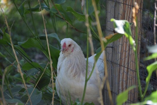 Chicken hen light brahma feminine beauty