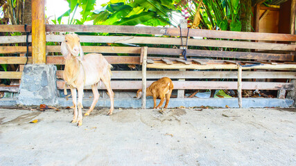 Goats in the Barn at an Eco Farm Located in the Countryside