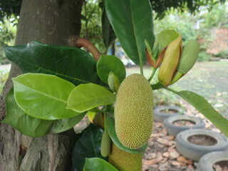 Young Jackfruit (Artocarpus heterophyllus) in the garden. The jackfruit, also known as jack tree, is a species of tree in the fig, mulberry, and breadfruit family (Moraceae).
