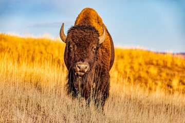 Bison facing me with a stare