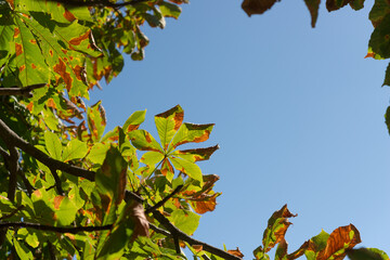 nature frame composed of horse chestnut leaves and blue sky