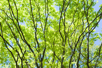 もみじの若葉と青空	