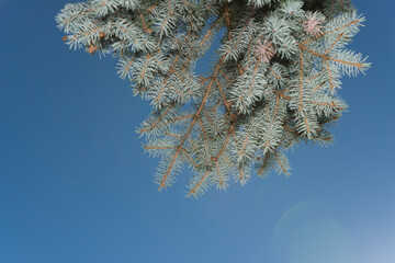 creative solar flare and conifer branch on a blue sky