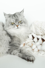 Gray Masquerade cat lies lazily next to cotton and knitted warm clothes. Cozy autumn concept.