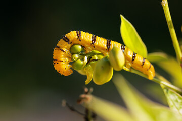 A yellow caterpillar on a leaf in Sarasota, Florida.
Possibly the larva of a sulphur butterfly species.