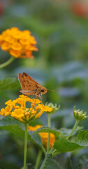 Yellow Lantana with moth on bloom