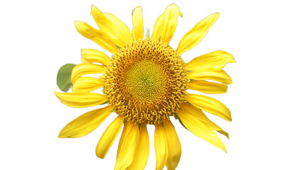 Png sunflower isolated on white background