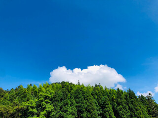 White clouds and forest under blue sky