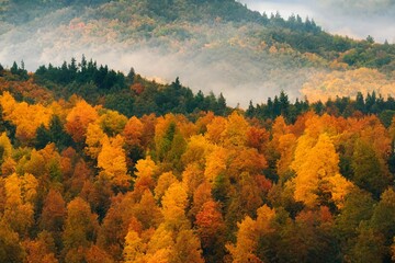 Obraz premium 絵画 イラスト 秋 紅葉 山 自然 森 風景