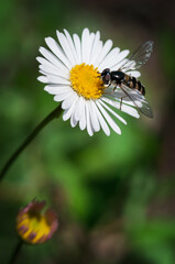 Obraz premium Macro close up shot of bee on flower