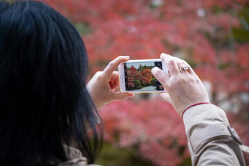 woman taking a photo of the autumn colors in Japan