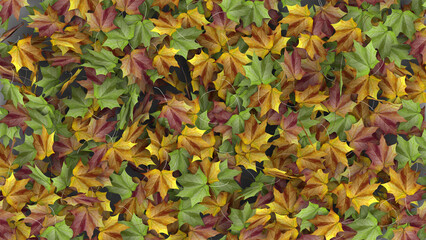 Autumn Leaf - Autumn Leaves background - Fall season 4K background - Maple Leaves effect	
