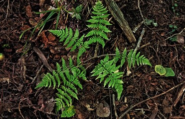 fern in the forest