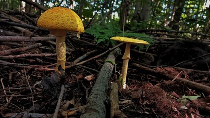 mushrooms in the forest