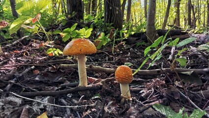 mushroom in the forest
