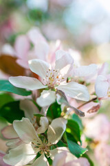 Brunch with blossom white apple tree flowers in backlight in springtime on blurred background.