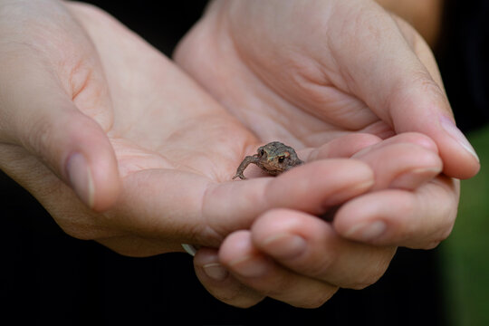 little frog in hand macro photo