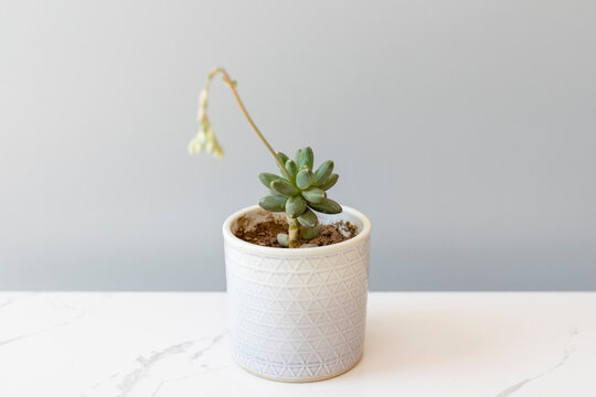 Pachyphytum compactum succulent in a decorative ceramic pot with selective focus