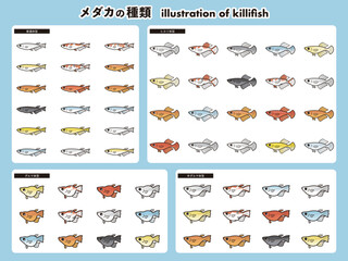メダカの種類　62種イラストセット 