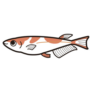 recommend clip art: シンプルなメダカのイラスト
