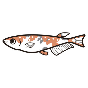 recommend clip art: シンプルなメダカのイラスト
