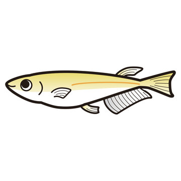 recommend clip art: シンプルなメダカのイラスト