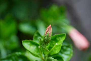 close-up of hibiscus flower  with green leaves	