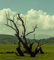 arboles en el paisaje verde