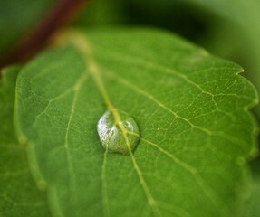 drop on leaf