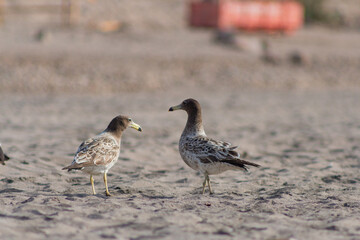two juvenile seagulls on the sand