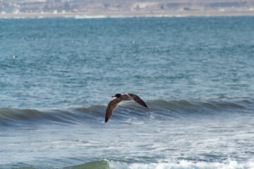 Fototapeta premium seagull in low flight over the sea