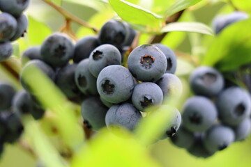 無農薬栽培のブルーベリー