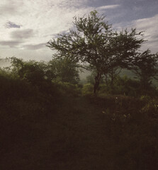 arbol en medio de la naturaleza con neblina