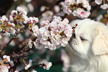 桜の香りを嗅ぐ白いペキニーズ