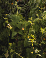 araña naranja 