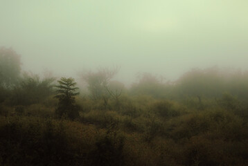 Obraz na płótnie Canvas sombras en la neblina 