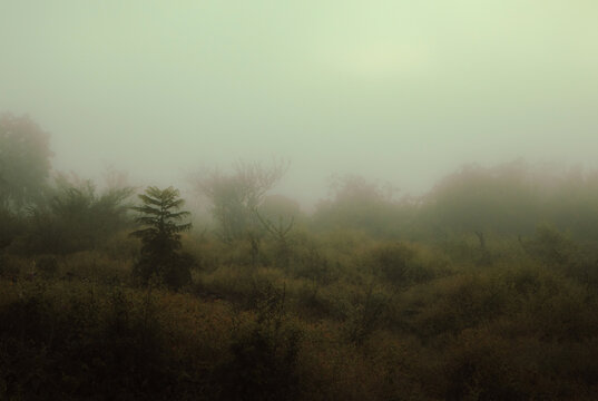 Sombras En La Neblina 