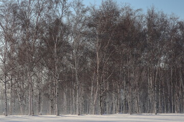 冬の白樺林
