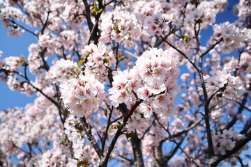 桜と青空
