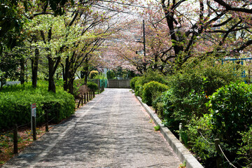 桜の舞い散る春の終わりの散歩道