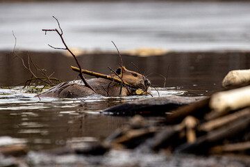 Beaver © Derek