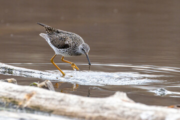 Lesser yellowlegs