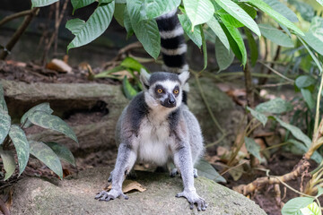 Ring tailed lemur