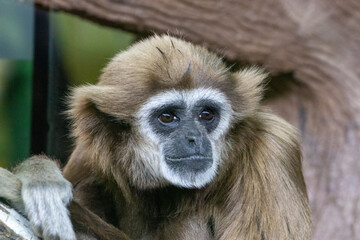 Gibbon
