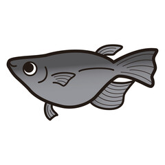 シンプルな半ダルマメダカのイラスト
