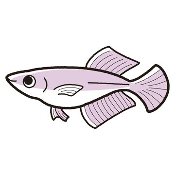 recommend clip art: シンプルなヒカリメダカのイラスト